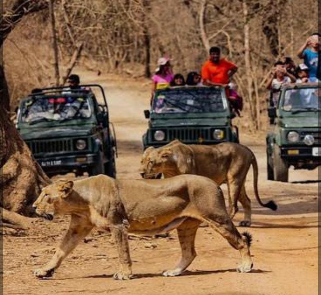 Gir Forest Safari